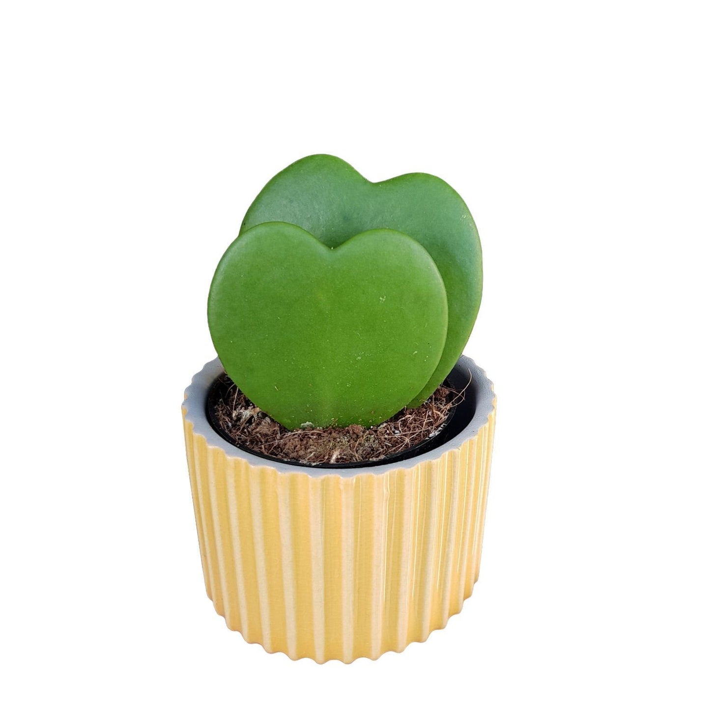 Hoya Heart