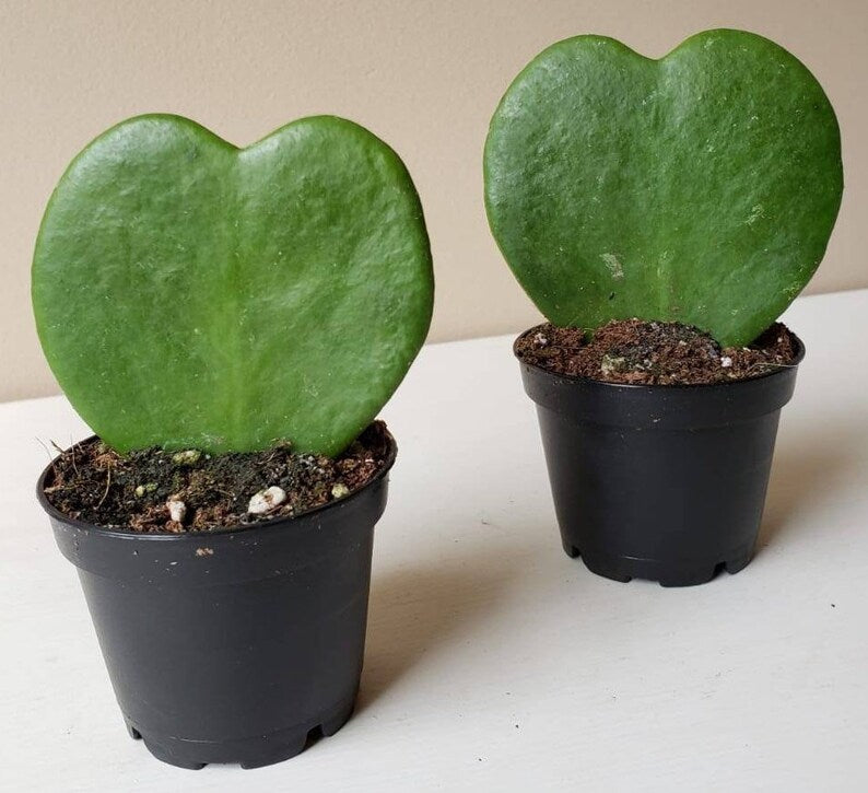Hoya Heart
