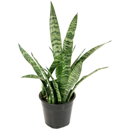 Snake Plant