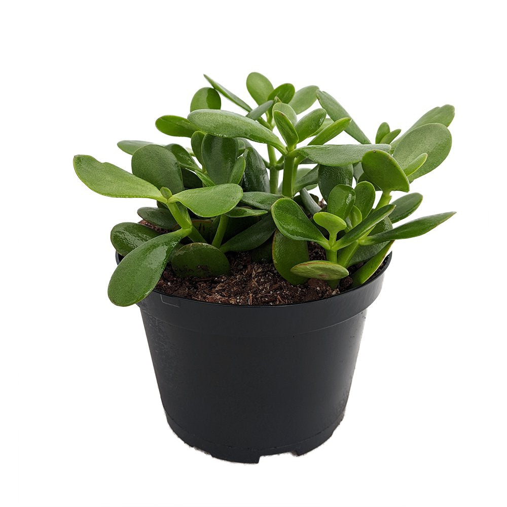 Jade Plant