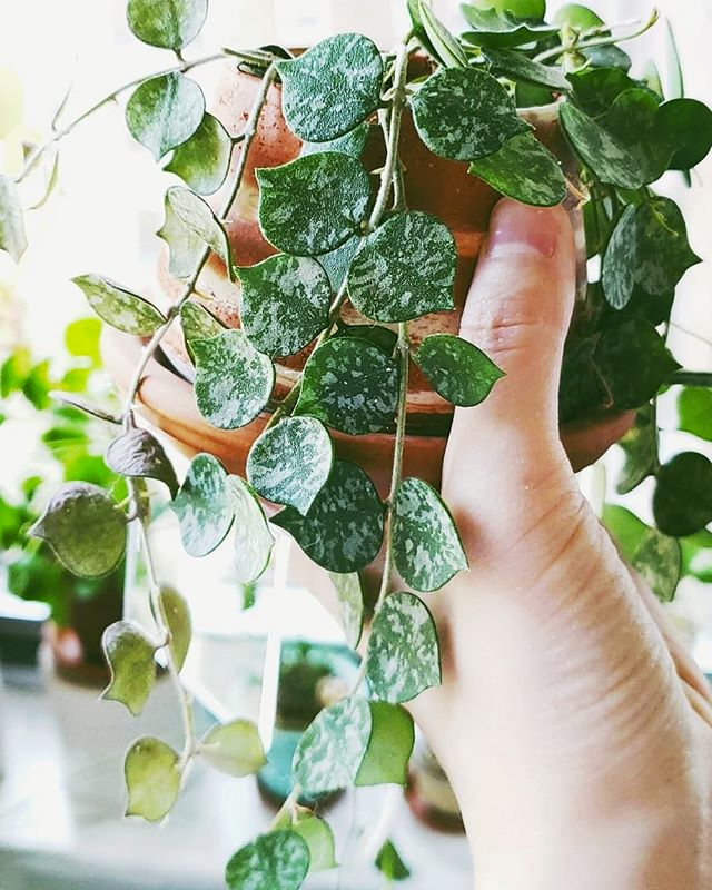 Tiny-Leaf Porcelain Flower (Hoya Curtisii)