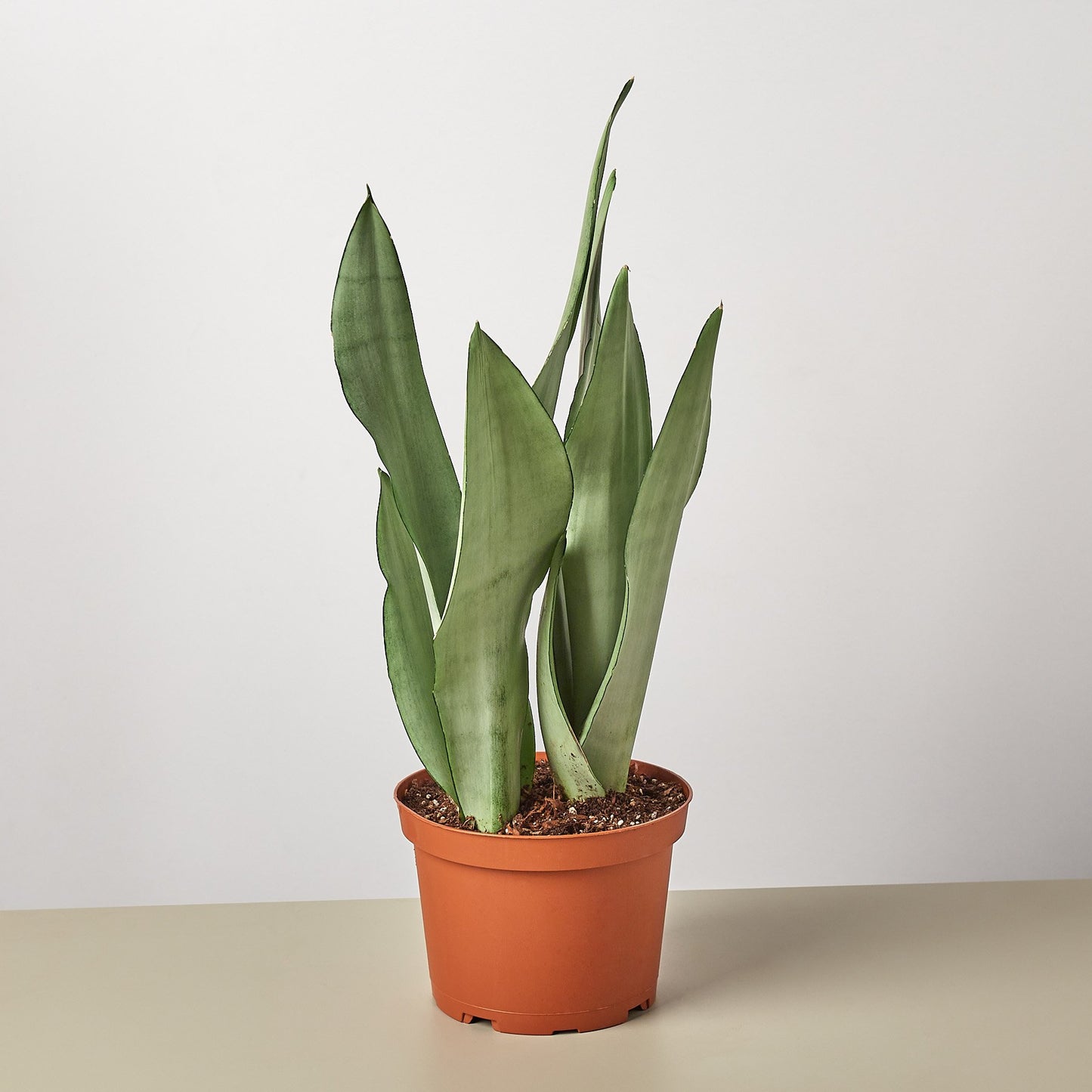 Moonshine Snake Plant
