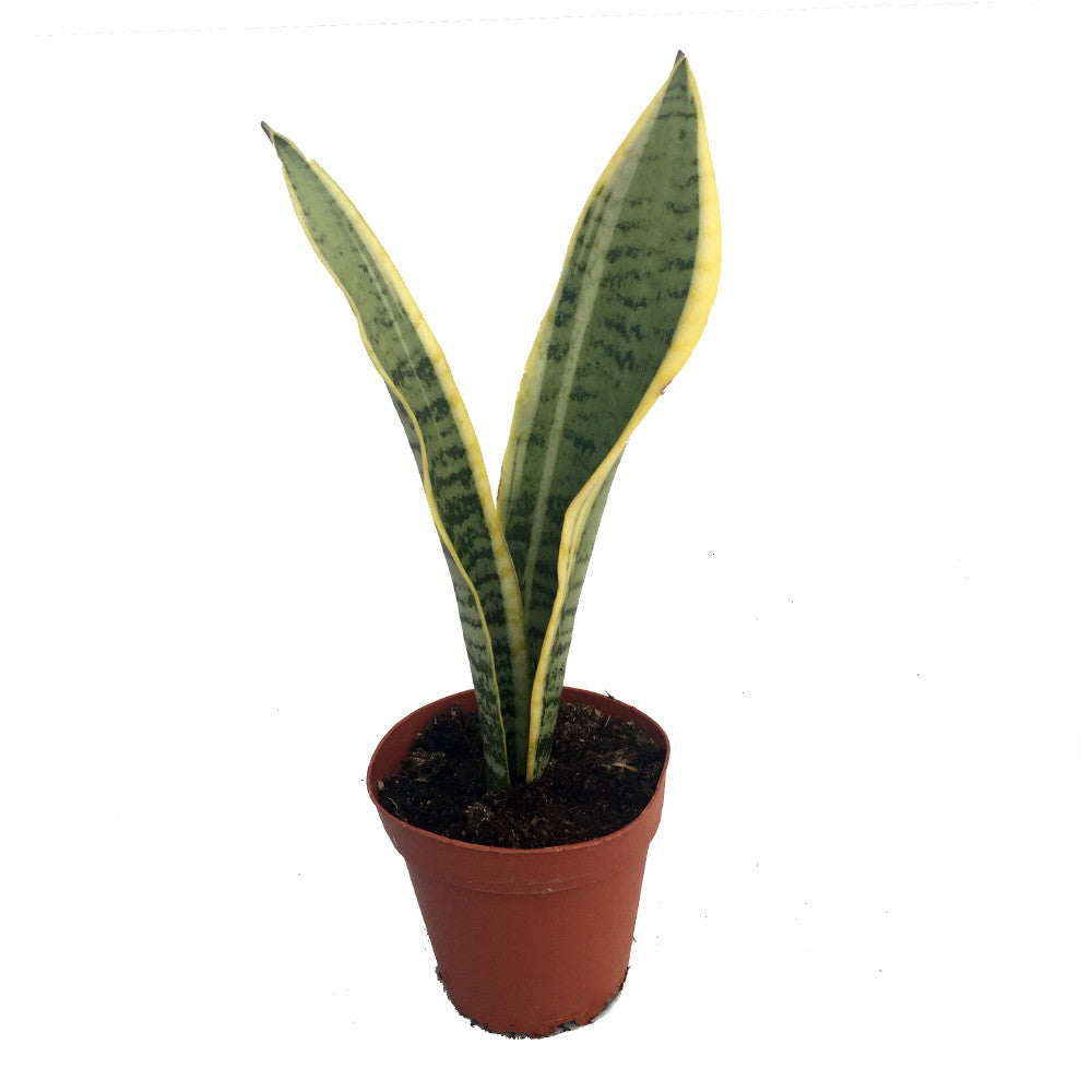 Laurentii Snake Plant