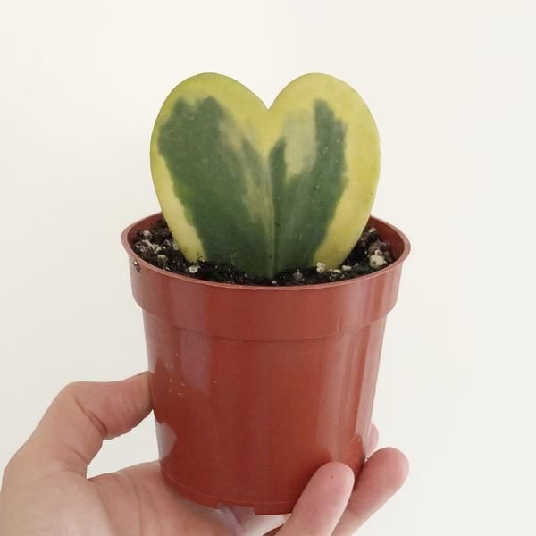 Hoya Heart
