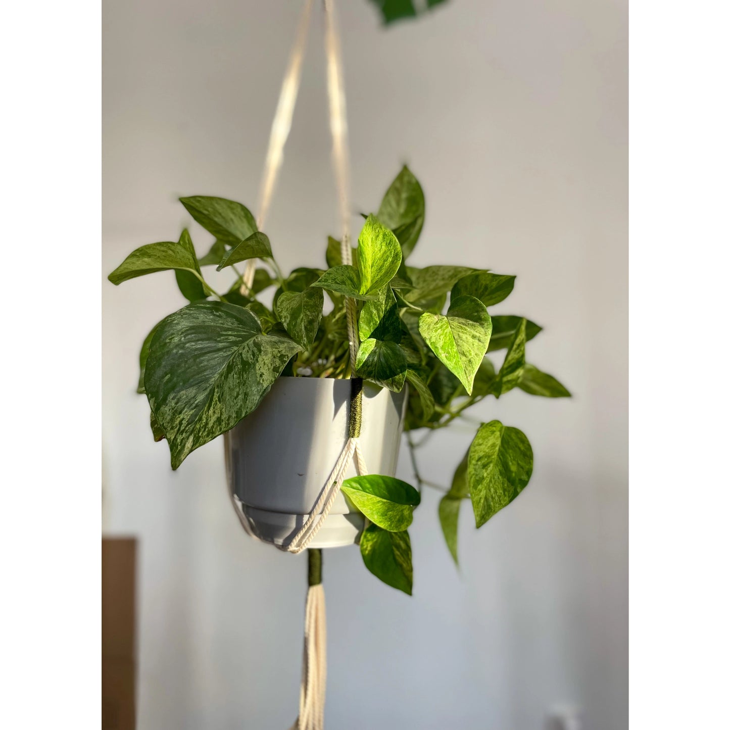 Cotton Macrame Plant Hangers