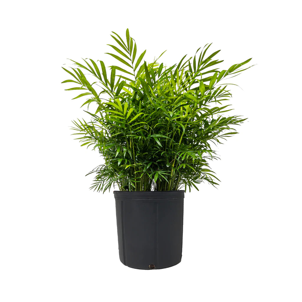 Parlor Palm