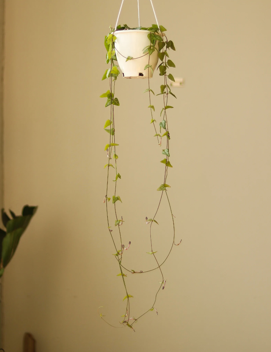 String of Arrows - 4.5" (Hanging Basket)