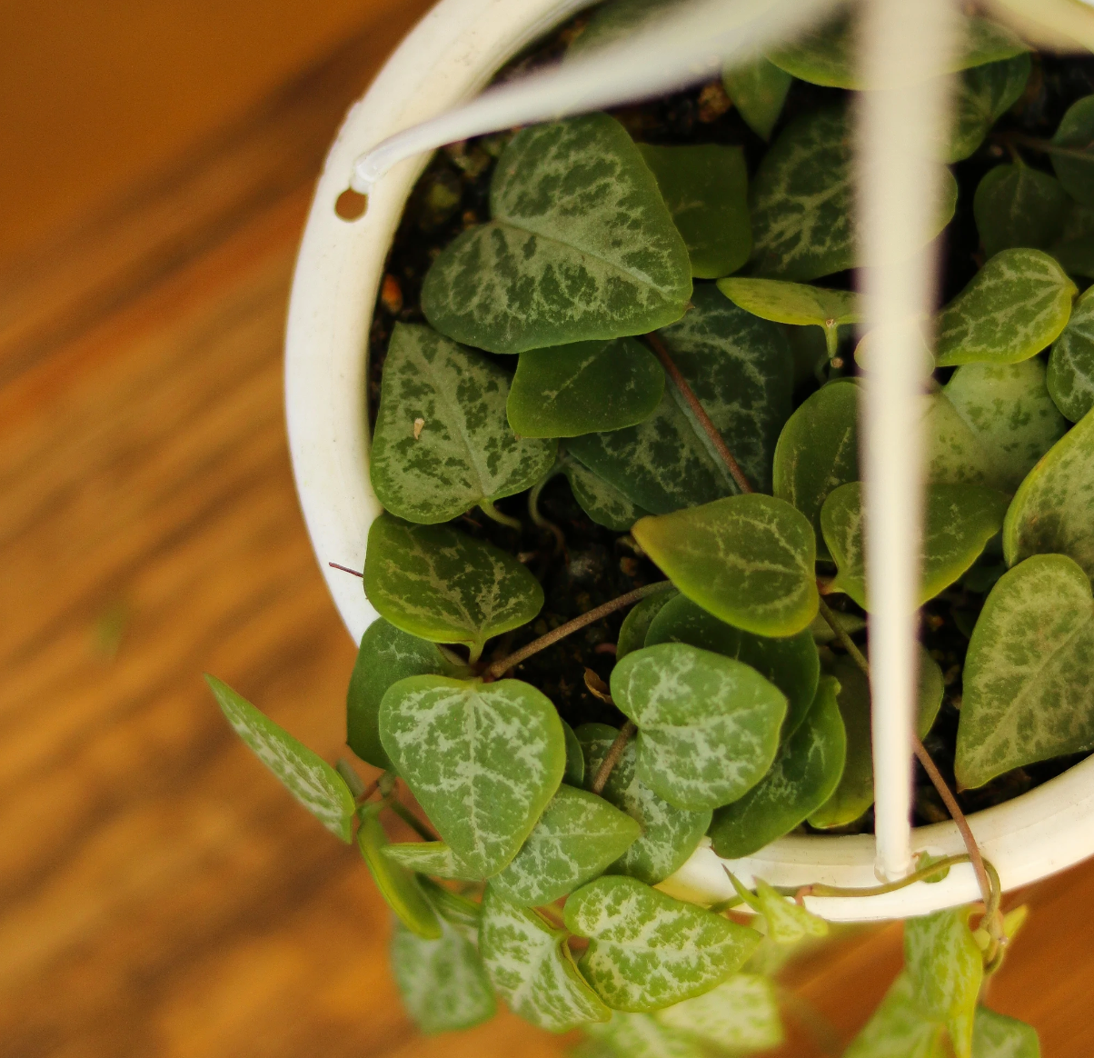 String of Arrows - 4.5" (Hanging Basket)