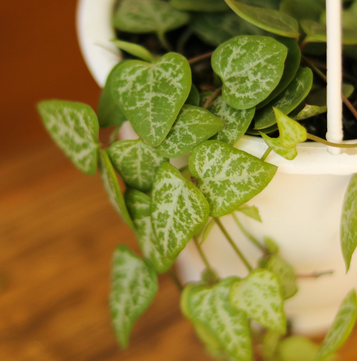 String of Arrows - 4.5" (Hanging Basket)