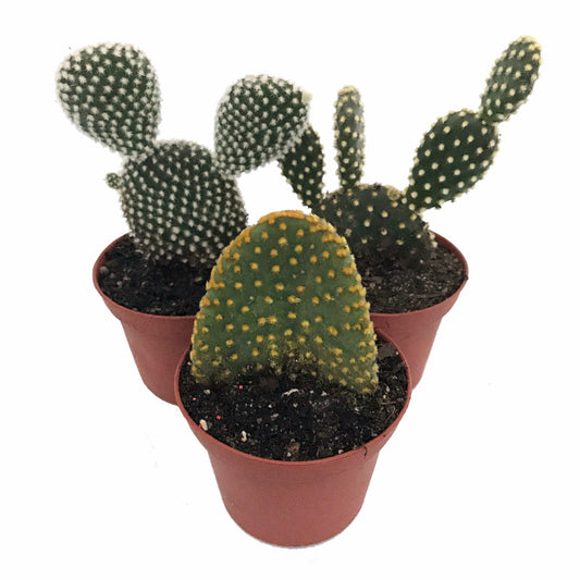 Assorted Cactus
