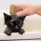 Scaredy Cat Shampoo