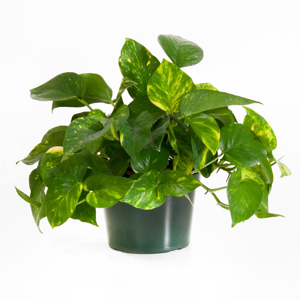 pothos ovatifolius Golden Pothos
