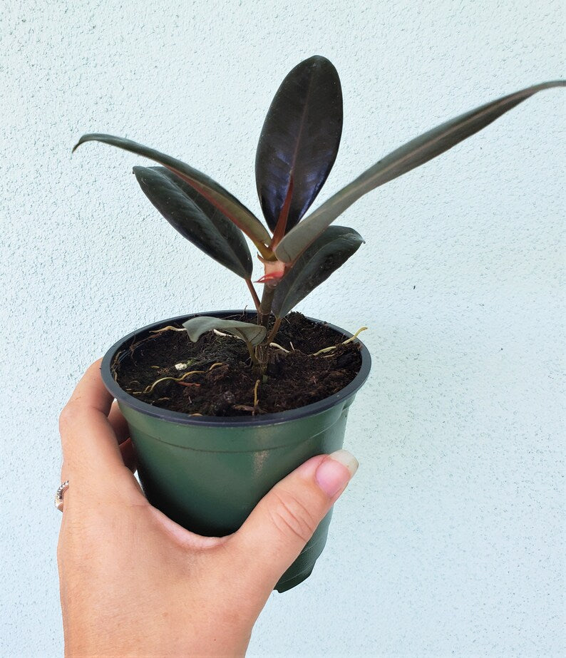 Burgundy Rubber Plant