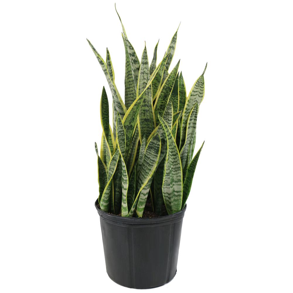 Laurentii Snake Plant