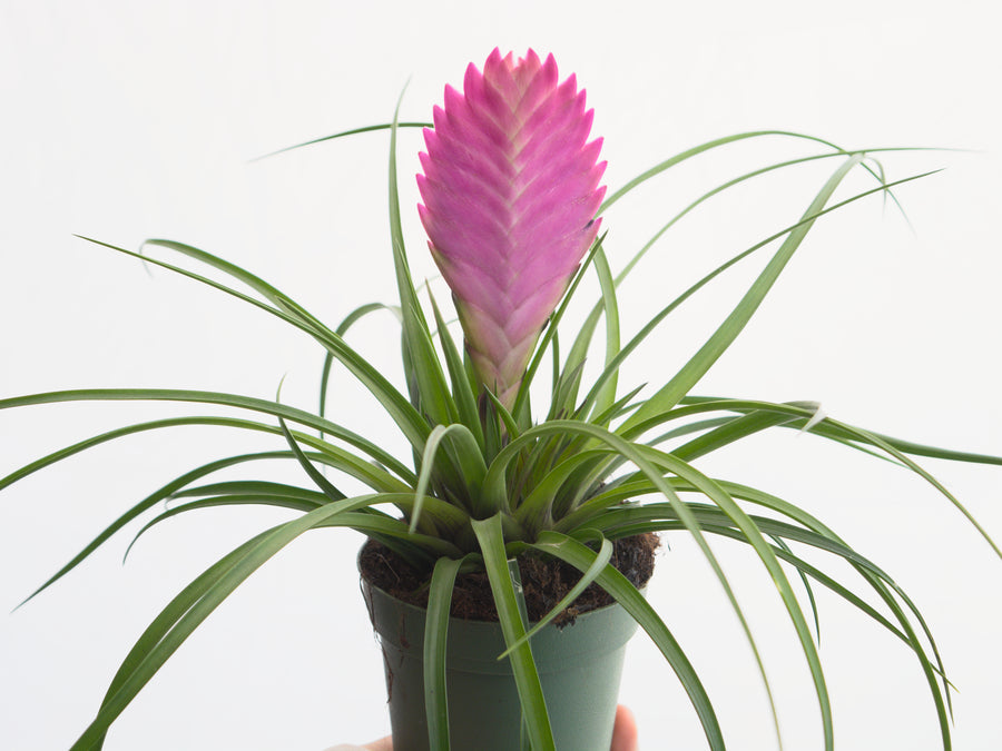 cyanea air plant Pink Quill – Uvida Shop: Boston's first Zero Waste Store