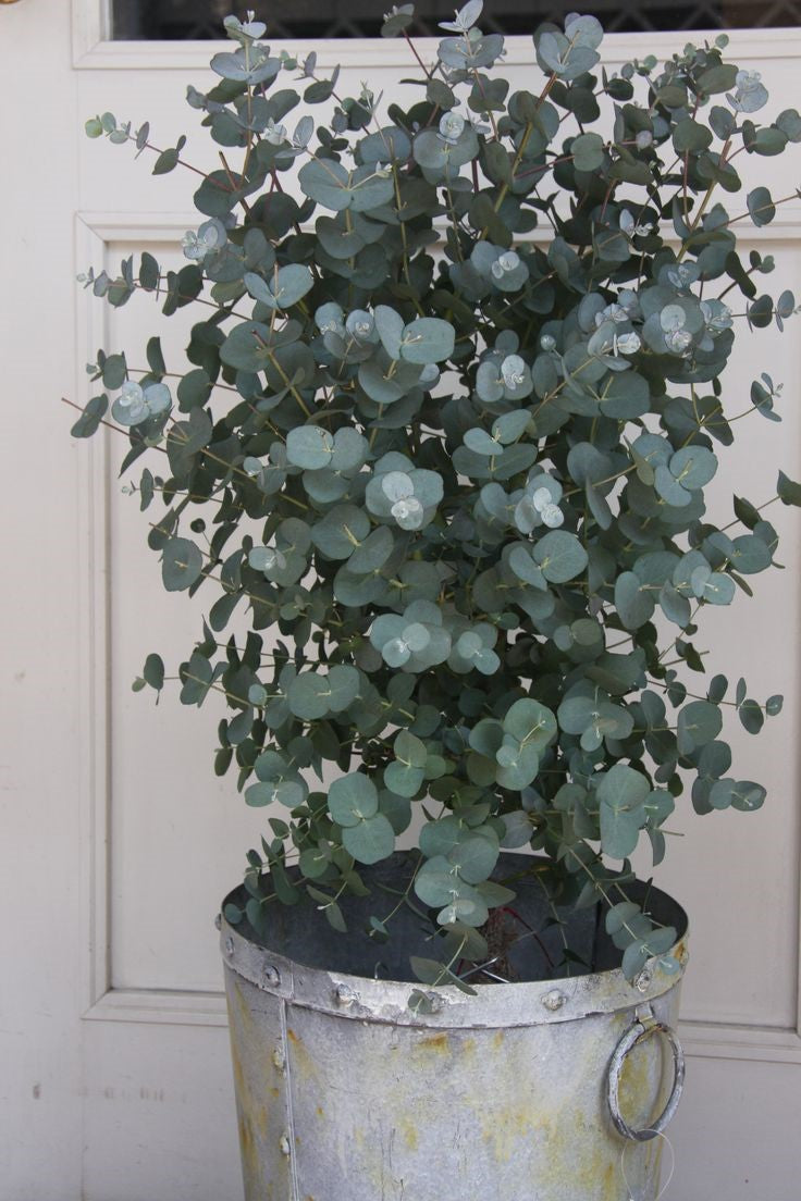 Natalee's favorite Uvida Shop plant is the Eucalyptus