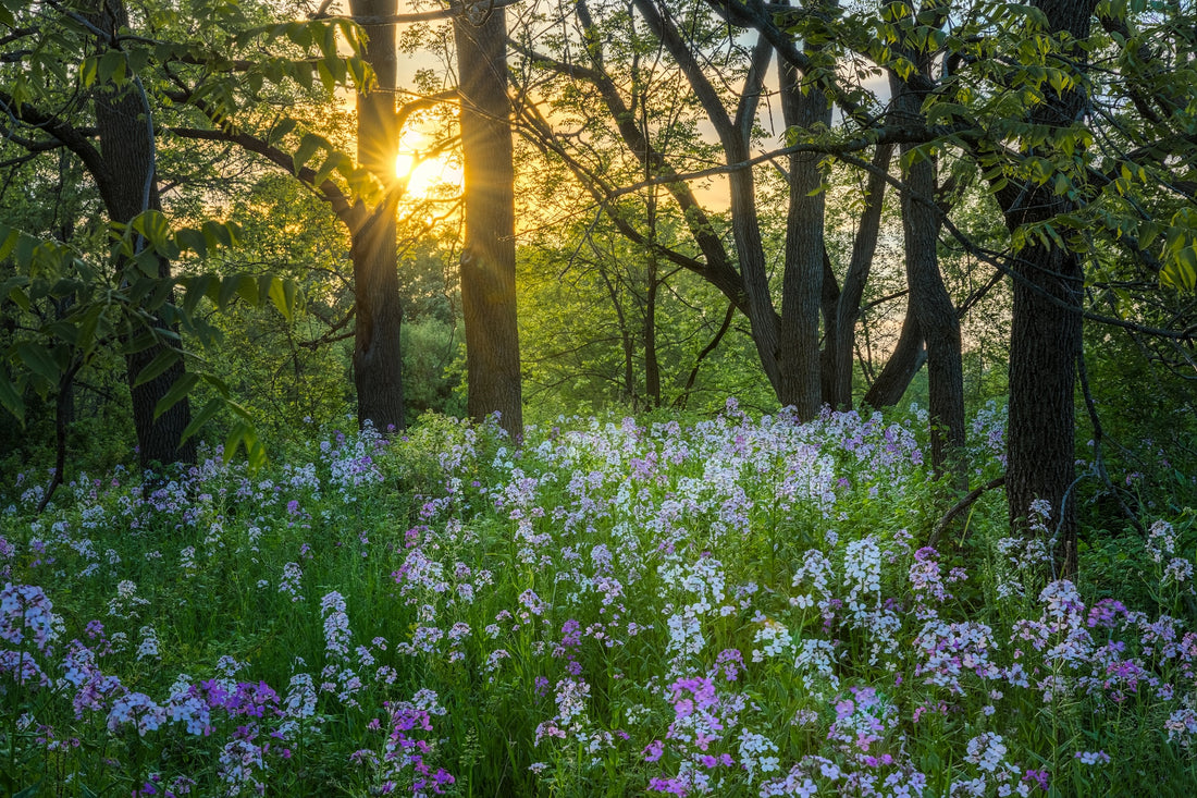 Wildflowers in woods at sunset. Photo: Dave Hoefler/Unsplash