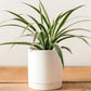 White Ceramic Pot & Saucer