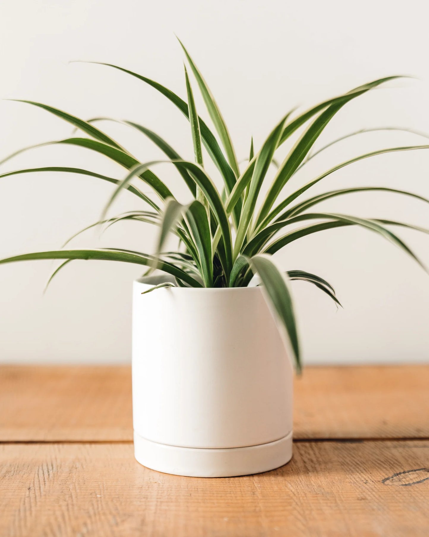 White Ceramic Pot & Saucer