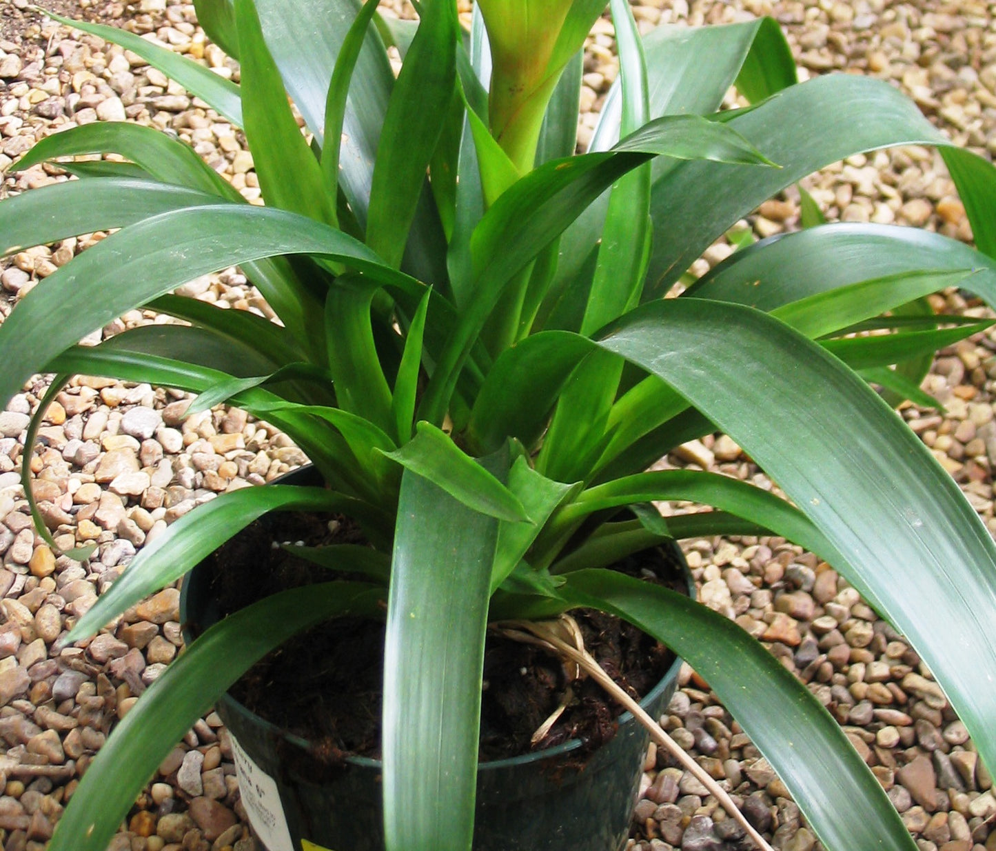 Bromeliad