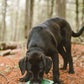 Portable & Collapsible Silicone Dog Bowl