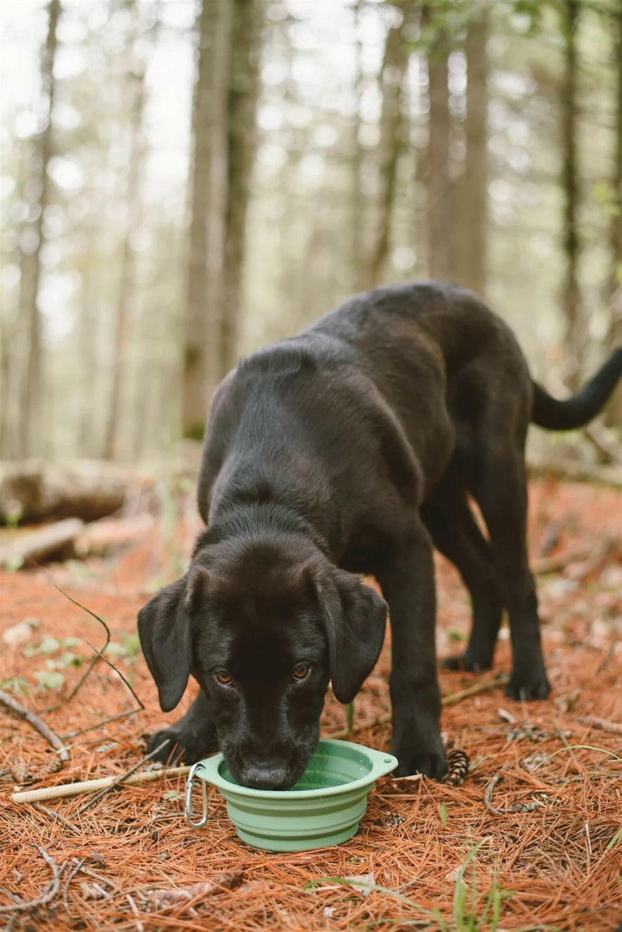 Portable & Collapsible Silicone Dog Bowl