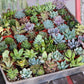 Succulent Plant