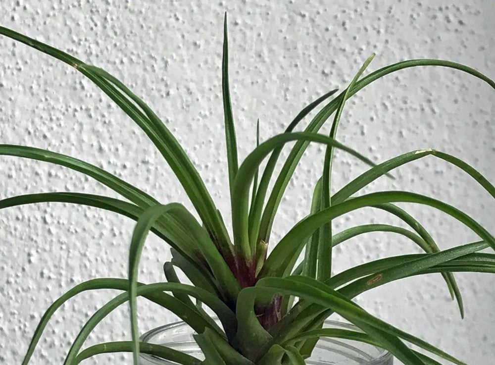 quill leaf air plant Pink Quill – Uvida Shop: Boston's first Zero Waste Store