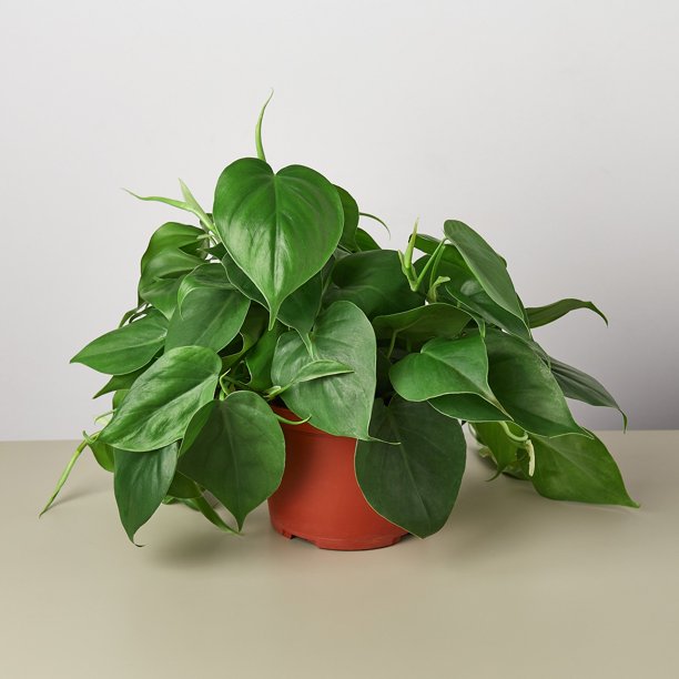 Green Heartleaf Philodendron
