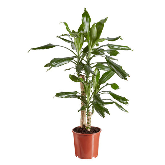 Dracaena Fragrans
