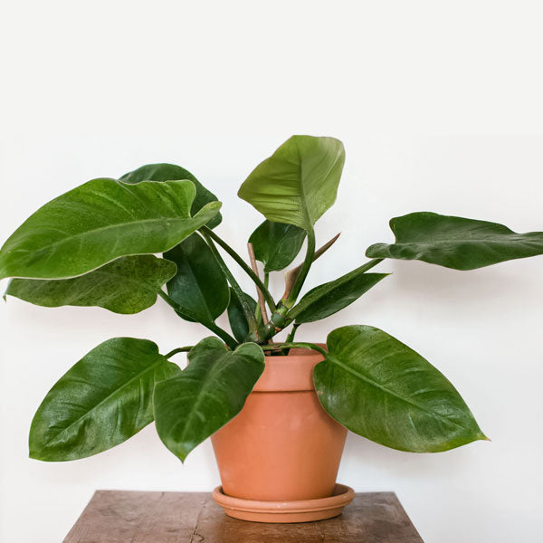 Blushing Philodendron