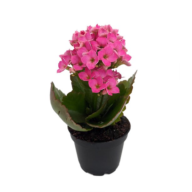 Flowering Kalanchoe