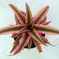 Earth Star Bromeliad