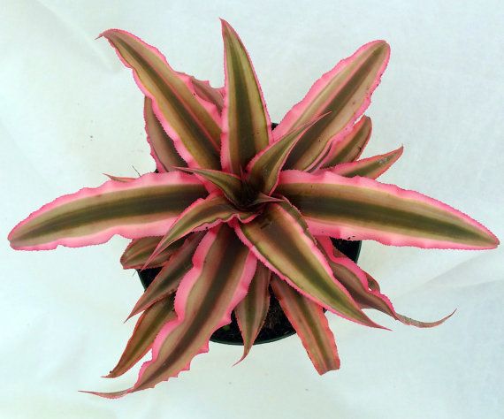 Earth Star Bromeliad