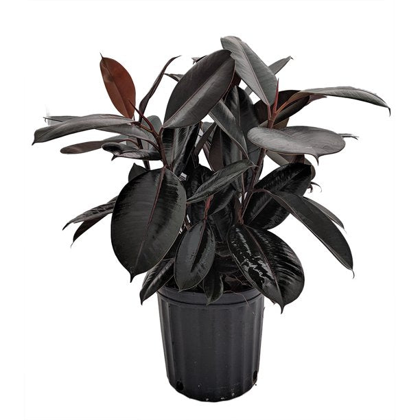 Burgundy Rubber Plant