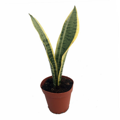 Laurentii Snake Plant