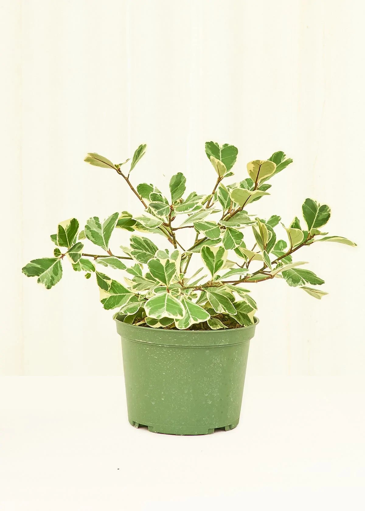 Triangle ficus