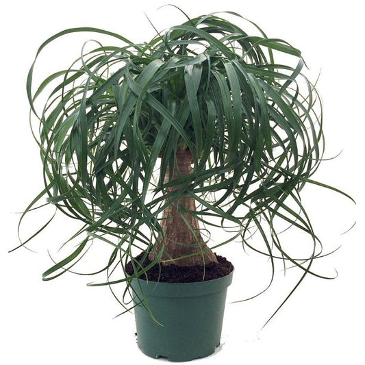 Ponytail Palm