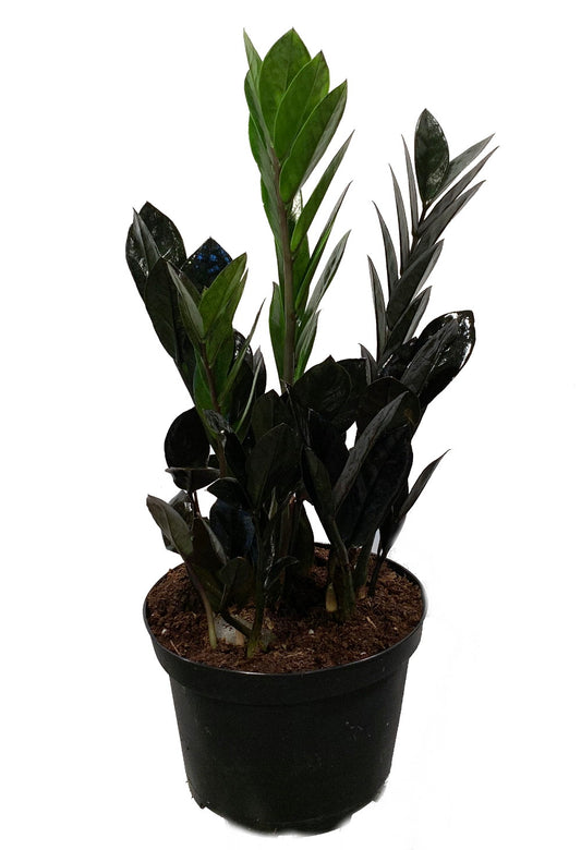 Black Raven ZZ Plant