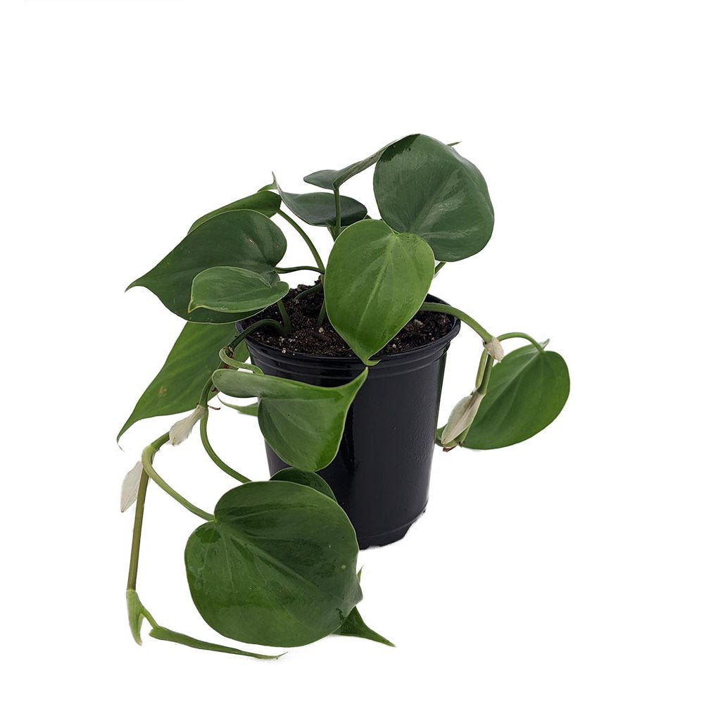 Green Heartleaf Philodendron