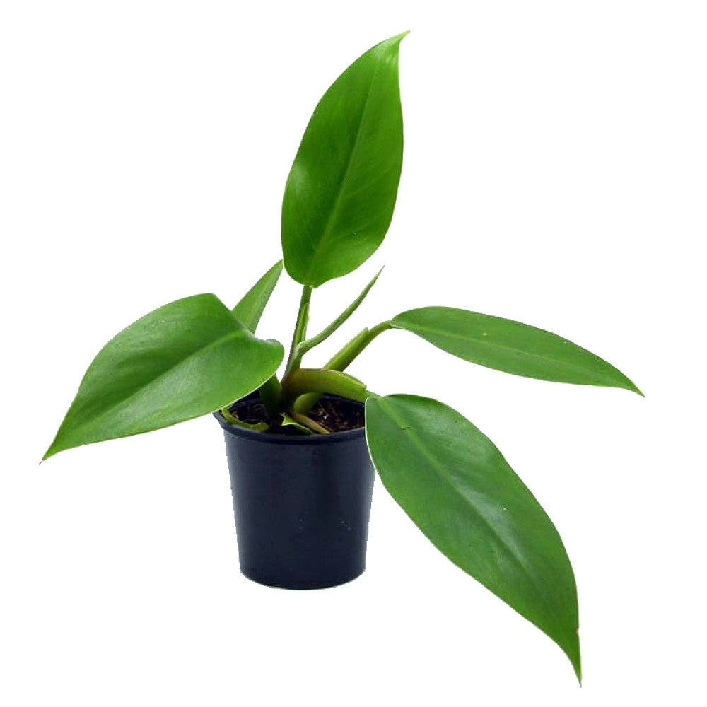 Imperial Green Philodendron