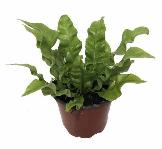 Crispy Wave Fern