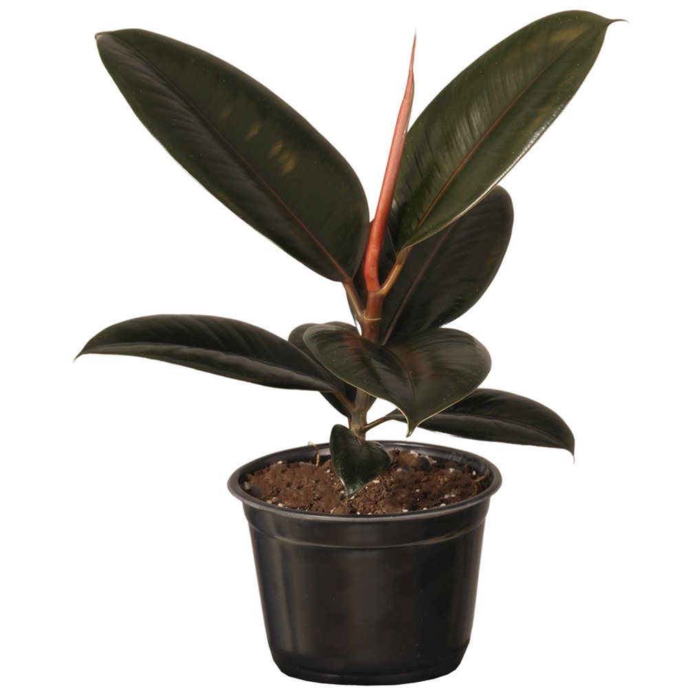 Burgundy Rubber Plant