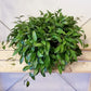 Cinnamon Hoya (Hoya Lacunosa)