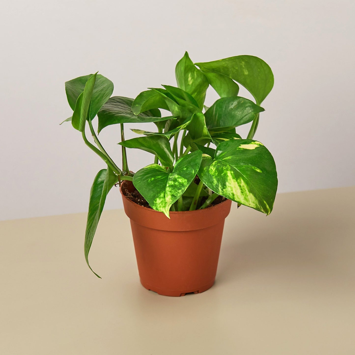 Golden Pothos