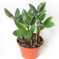 ZZ Plant