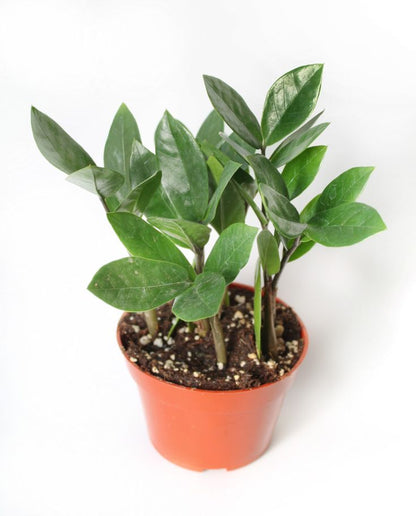 underwatered zz plant ZZ Plant – Uvida Shop: Boston's first Zero Waste Store