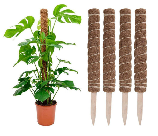 moss pole vs bamboo stake Bamboo Moss Pole – Uvida Shop: Boston's first Zero Waste Store