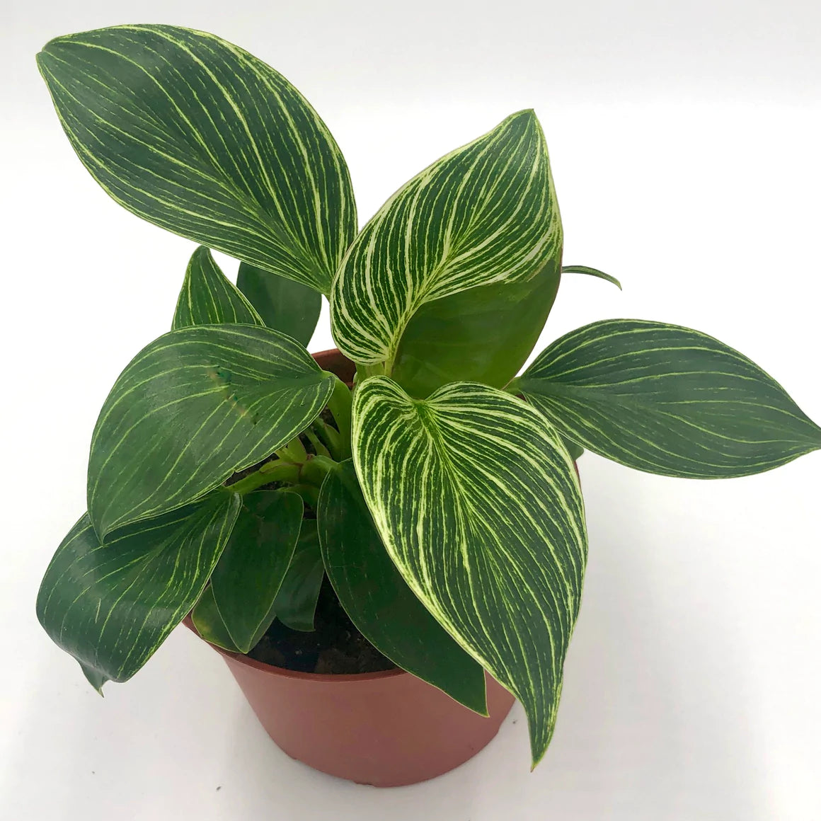 Philodendron Birkin