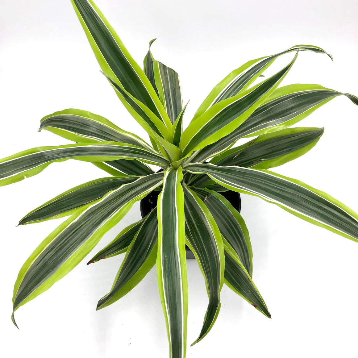 Lemon Lime Dracaena